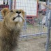 Circus013